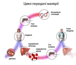 МАЛЯРІЯ В УКРАЇНІ. ПРОФІЛАКТИКА ТА ЛІКУВАННЯ